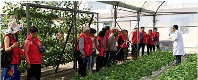 蔬菜種子，幾百萬(wàn)種植戶(hù)的選擇