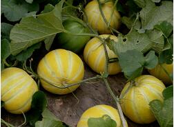 蔬菜種子種植戶客戶點評-金帝薄皮甜瓜，果形漂亮