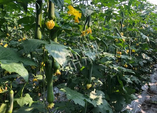 蔬菜種子種植戶客戶點評-種植“優(yōu)比1號”差的用戶，差到什么樣子？