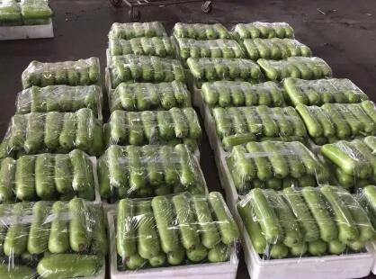 蔬菜種子種植戶客戶點評-上市早，價格好！我連續(xù)種了三年，滿意！