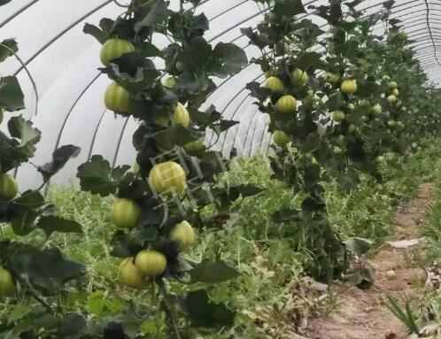 蔬菜種子種植戶客戶點評-我的乖乖，一株坐果15個，6元1斤，好賣得很！