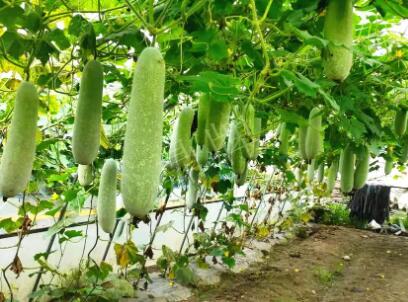 蔬菜種子種植戶客戶點評-我種的冬瓜，肉緊味甜，按個賣！