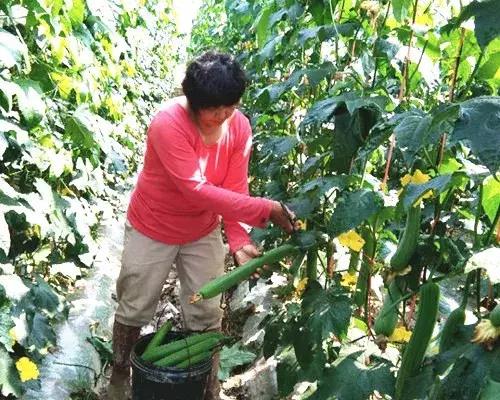 優(yōu)秀絲瓜作品展播，請(qǐng)為菜農(nóng)劉健平夫婦點(diǎn)贊