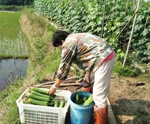 優(yōu)秀絲瓜作品展播，請(qǐng)為菜農(nóng)劉健平夫婦點(diǎn)贊