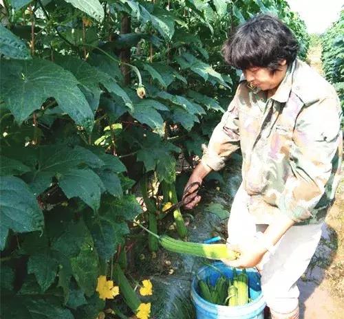 優(yōu)秀絲瓜作品展播，請(qǐng)為菜農(nóng)劉健平夫婦點(diǎn)贊