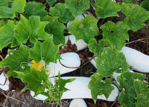 您種植過(guò)“堆堆瓜”嗎？看一看，地上全是瓜！一睹芳容