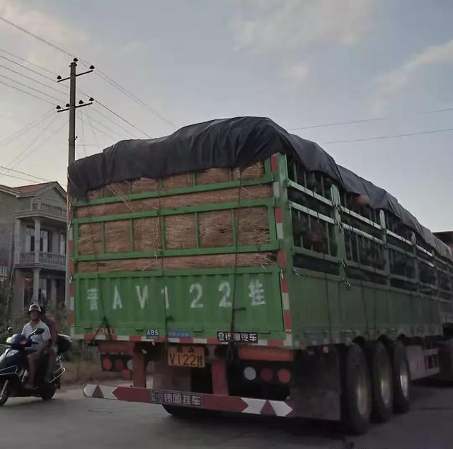 種南瓜竟然種出“麻煩”了，瓜販搶購，電視臺記者也趕來了