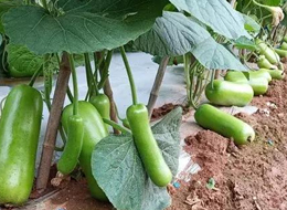 蔬菜種子種植戶客戶點評-浙江菜農(nóng)種植的鼎牌瓠瓜喜獲豐收，又賣上了好價錢!