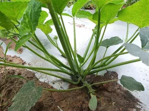 菜農(nóng)種植無需噴農(nóng)藥的蔬菜，不僅栽培簡單、而且效益高