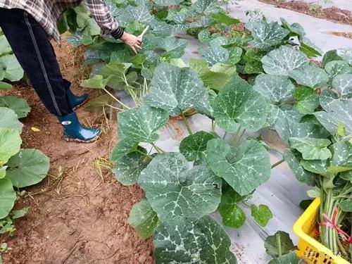 菜農(nóng)種植無需噴農(nóng)藥的蔬菜，不僅栽培簡單、而且效益高