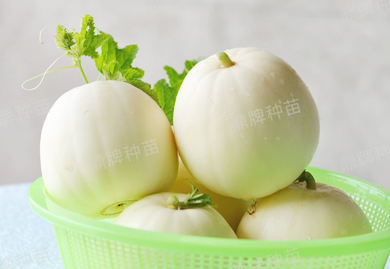 就這4個(gè)薄皮甜瓜，畝產(chǎn)萬斤很輕松，瓜果菜農(nóng)搶著種植