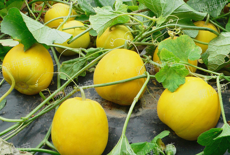 就這4個(gè)薄皮甜瓜，畝產(chǎn)萬斤很輕松，瓜果菜農(nóng)搶著種植