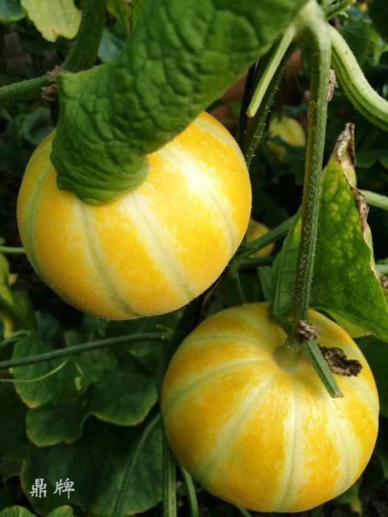 就這4個(gè)薄皮甜瓜，畝產(chǎn)萬斤很輕松，瓜果菜農(nóng)搶著種植