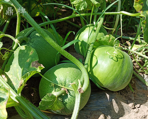 就這4個(gè)薄皮甜瓜，畝產(chǎn)萬斤很輕松，瓜果菜農(nóng)搶著種植