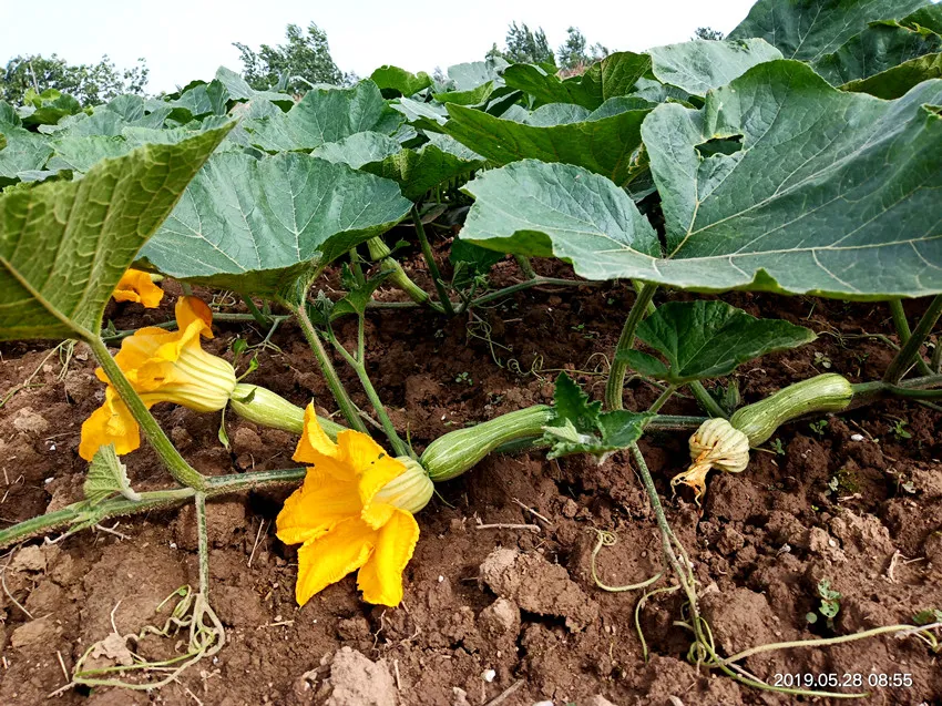 3元1斤的健美蜜本南瓜快成熟了，緬甸種植戶發(fā)來圖片與視頻