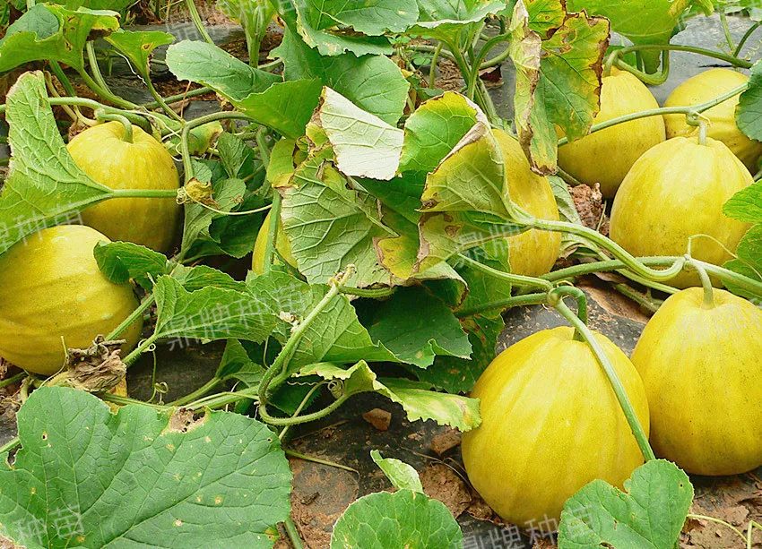高溫季節(jié)種植甜瓜，什么品種最好？這個品種是秋季上市的專用品種