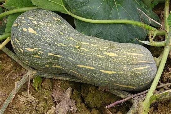 知道最甜最面的南瓜品種嗎？盤點十種有營養(yǎng)的甜面南瓜...