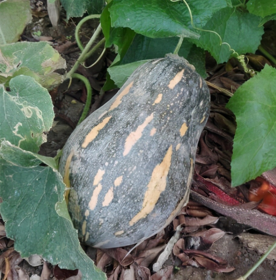 2020年，市面上的南瓜品種哪個口感最好、最甜、最值得種植？