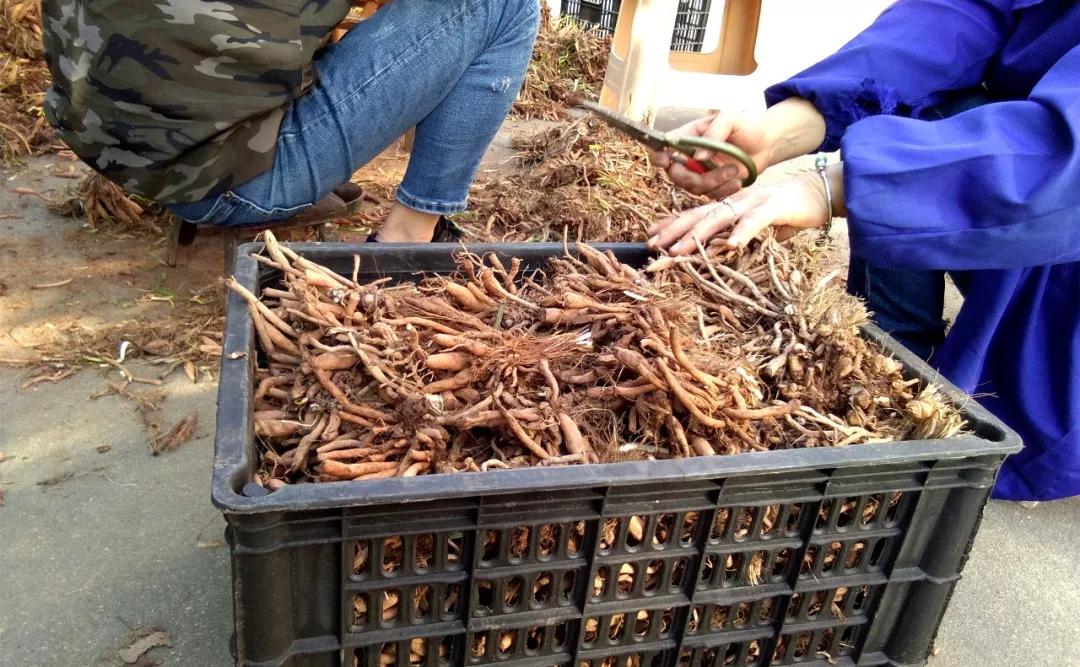 一斤接近20塊，原來它才是最火的國民蔬菜！全國都適種