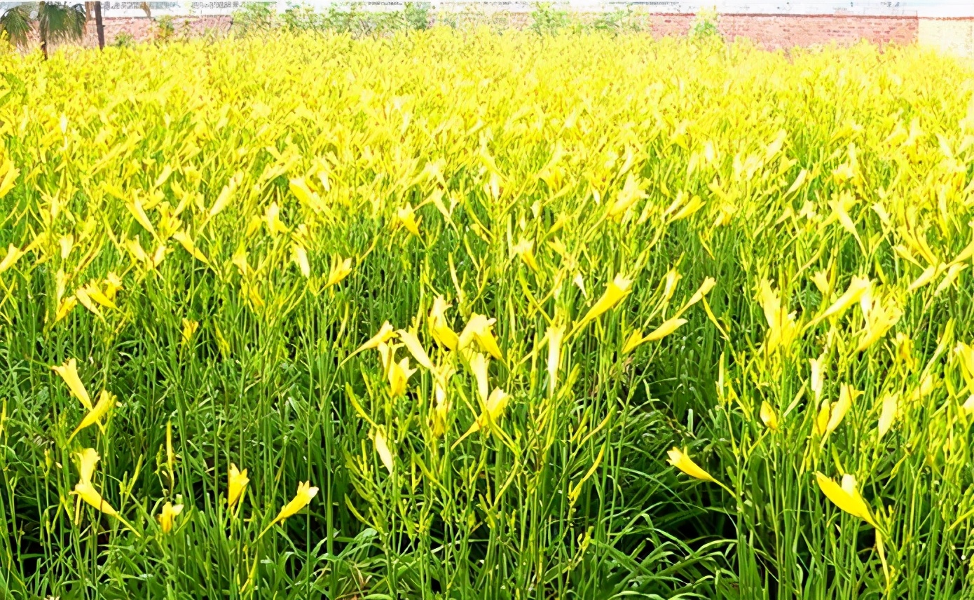 一斤接近20塊，原來它才是最火的國民蔬菜！全國都適種