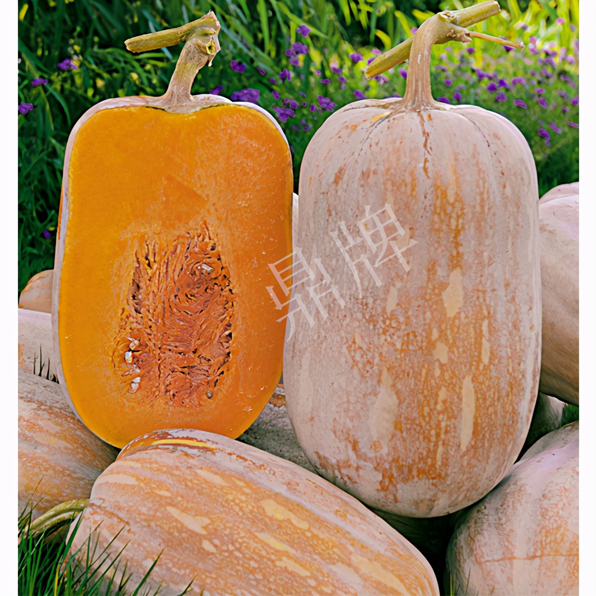 畝產6000公斤的南瓜上市，20年科研他就為打造1個爆款品種