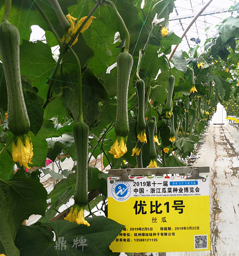 這個(gè)絲瓜畝產(chǎn)可達(dá)8000公斤，菜農(nóng)2021年致富的絲瓜品種