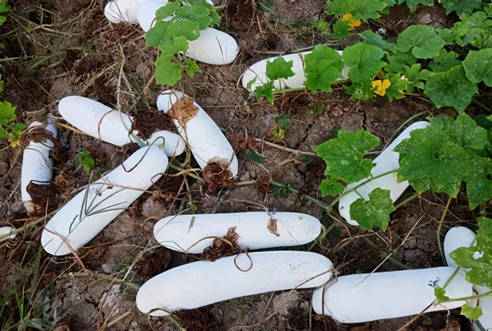 這個(gè)冬瓜品種放1年不壞，口感脆甜，多年科研就為打造這1個(gè)爆品