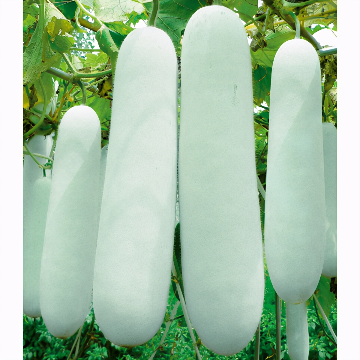 這個(gè)冬瓜品種放1年不壞，口感脆甜，多年科研就為打造這1個(gè)爆品