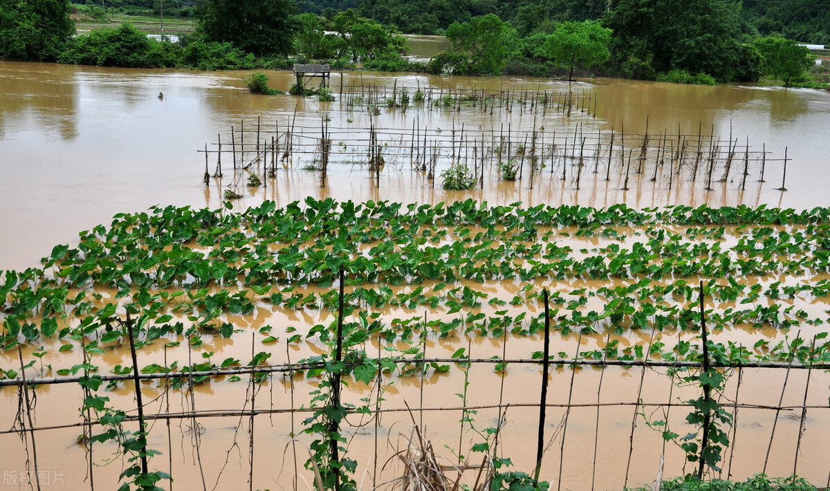 時(shí)隔三年，向錢蔥、姜你軍又來(lái)了，心動(dòng)了嗎？來(lái)年你會(huì)換品種嗎？