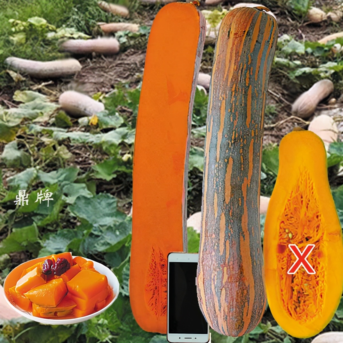 時(shí)隔三年，向錢蔥、姜你軍又來(lái)了，心動(dòng)了嗎？來(lái)年你會(huì)換品種嗎？