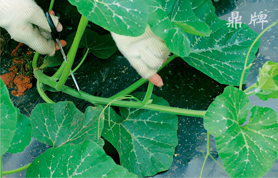 種這種綠葉菜，栽培輕松，畝產(chǎn)值過萬元，菜農(nóng)表示很劃算