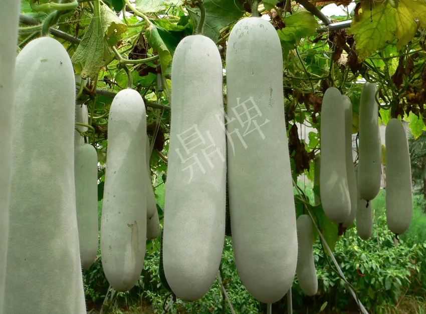 這個(gè)品種太優(yōu)秀了！耐儲(chǔ)耐運(yùn)，適合大面積種植，菜農(nóng)瓜販都喜歡