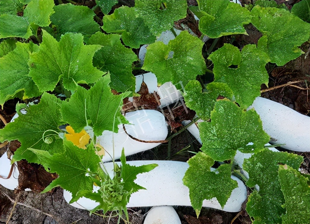 什么品種的冬瓜按個(gè)買(mǎi)？?jī)r(jià)格是同期黑皮冬瓜五倍