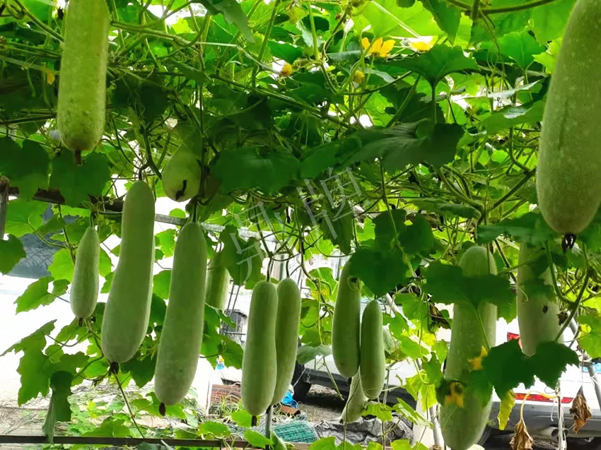 什么品種的冬瓜按個(gè)買(mǎi)？?jī)r(jià)格是同期黑皮冬瓜五倍