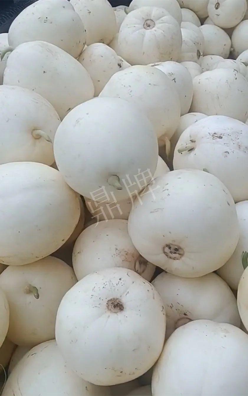 河南焦作的李向林今年種植甜瓜新品種，客戶直接拉貨走人