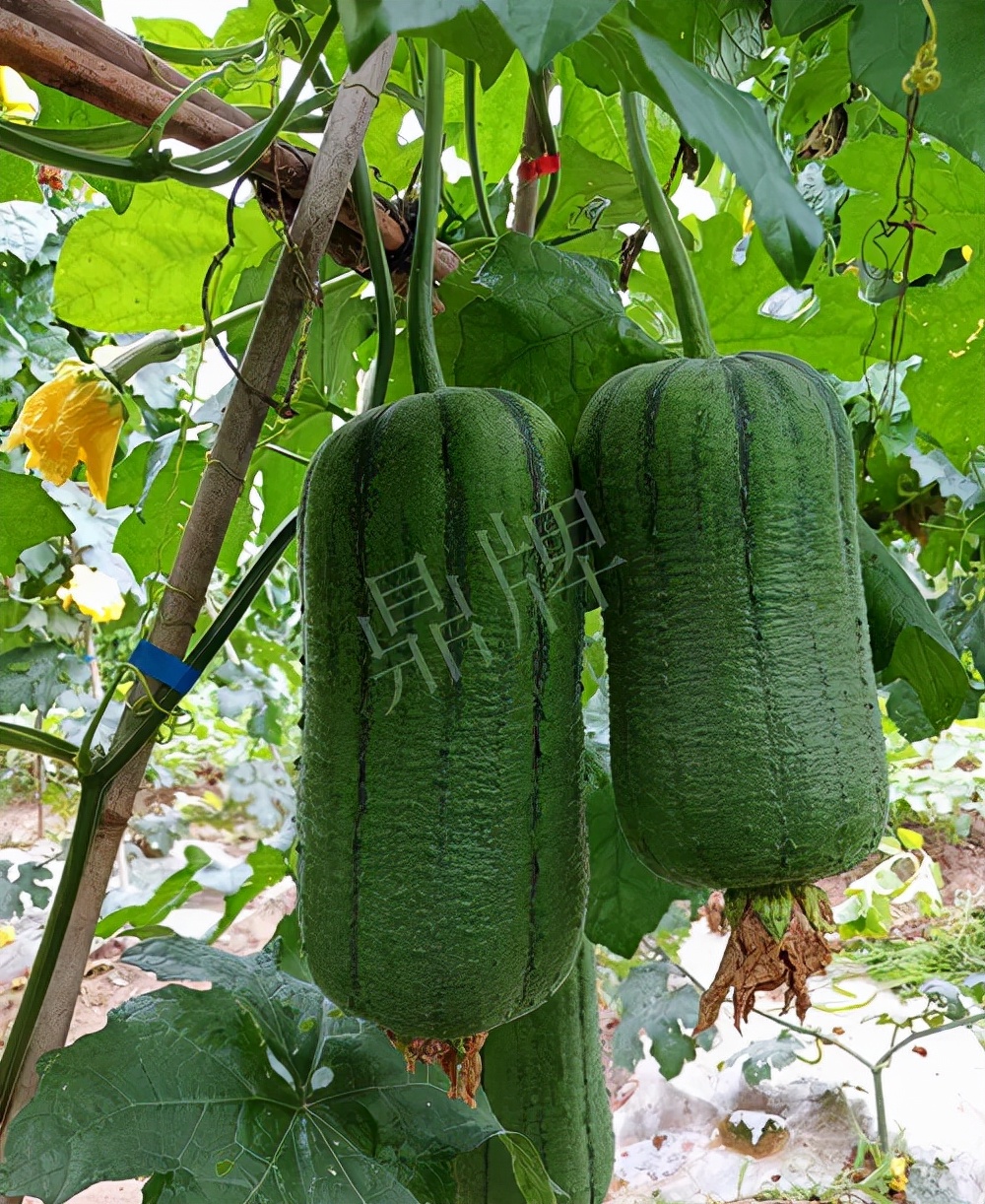 臺州的曾方明試種新品種，畝收入超過6萬元