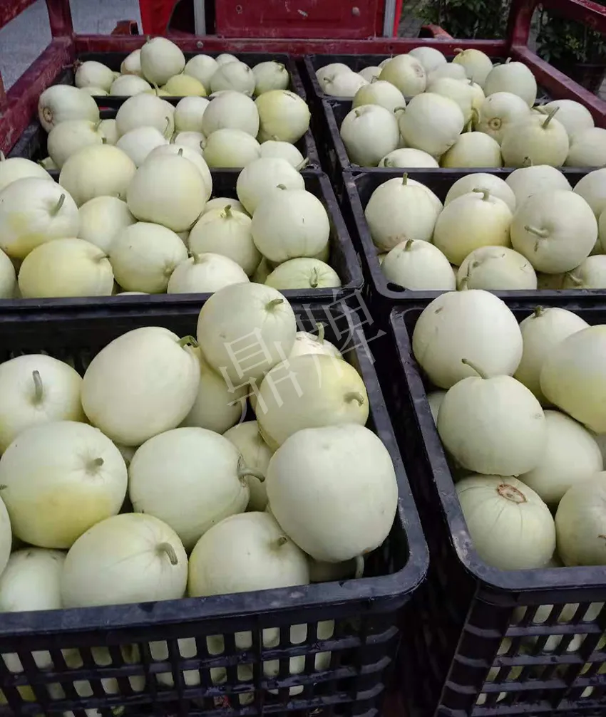 其他品種的甜瓜2塊1斤都賣不動，我的玉奶香2號甜瓜2塊5直接搶