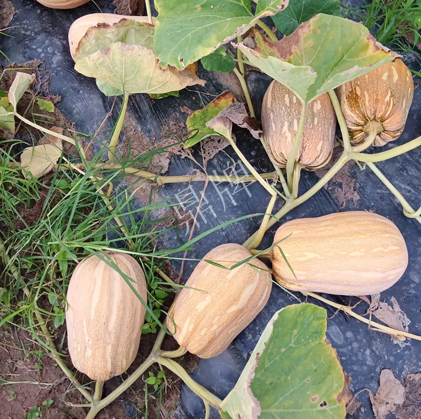 襄陽農(nóng)民“押寶”押對了，這個(gè)品種幫他賺了2倍錢