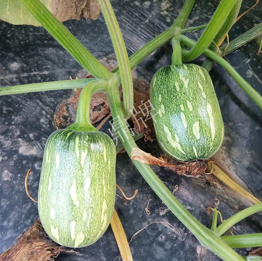 襄陽農(nóng)民“押寶”押對了，這個(gè)品種幫他賺了2倍錢