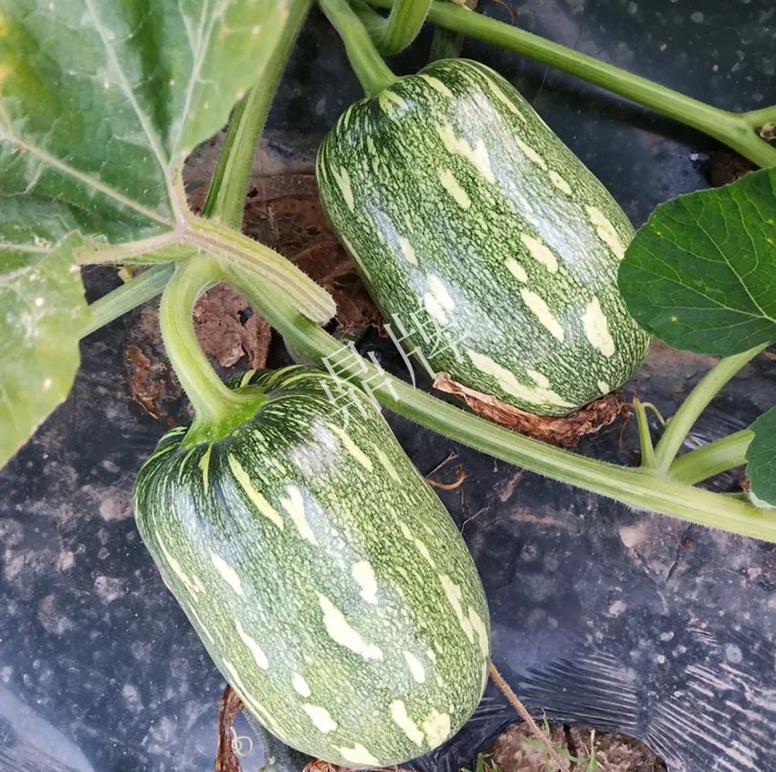 襄陽農(nóng)民“押寶”押對了，這個(gè)品種幫他賺了2倍錢