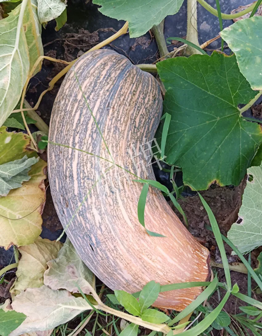 岳陽王大年打工多年，選擇回家種南瓜，今年還增加了50畝地