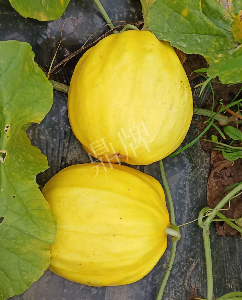 婁底瓜農(nóng)純賺50萬，我這個“張大膽”榮光了一把