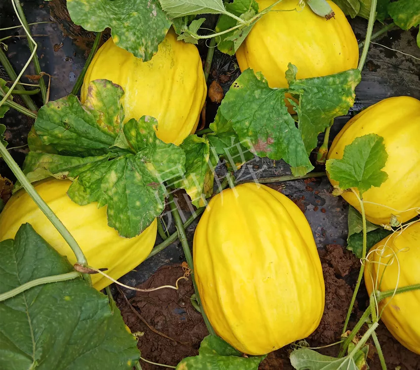 婁底瓜農(nóng)純賺50萬，我這個“張大膽”榮光了一把