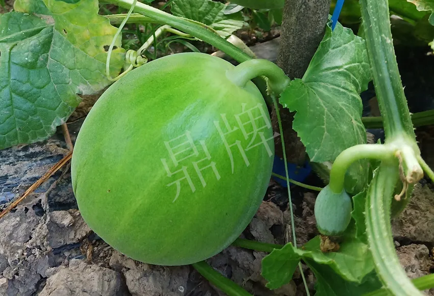 婁底瓜農(nóng)純賺50萬，我這個“張大膽”榮光了一把