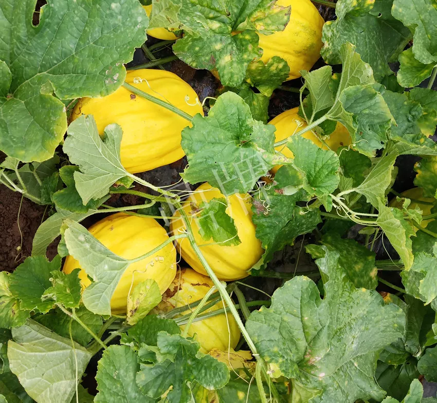 婁底瓜農(nóng)純賺50萬，我這個“張大膽”榮光了一把