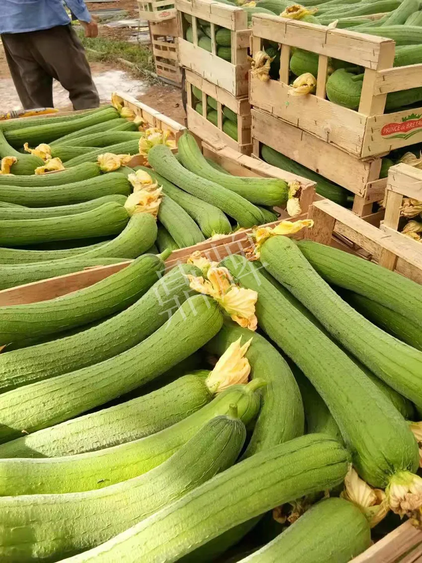 鎮(zhèn)江的何青萍，在法國種植“優(yōu)比1號”每公斤24元