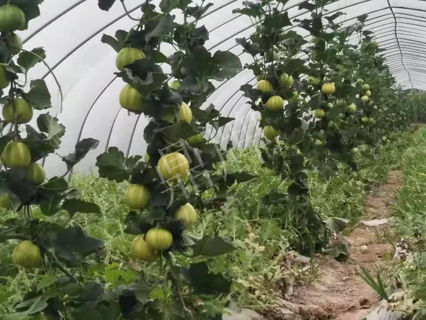 一株坐果15個，6元1斤，好賣得很