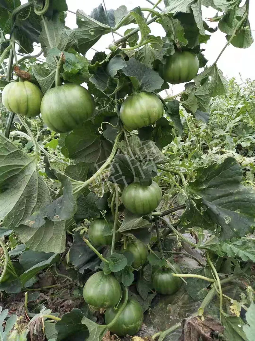 一株坐果15個，6元1斤，好賣得很