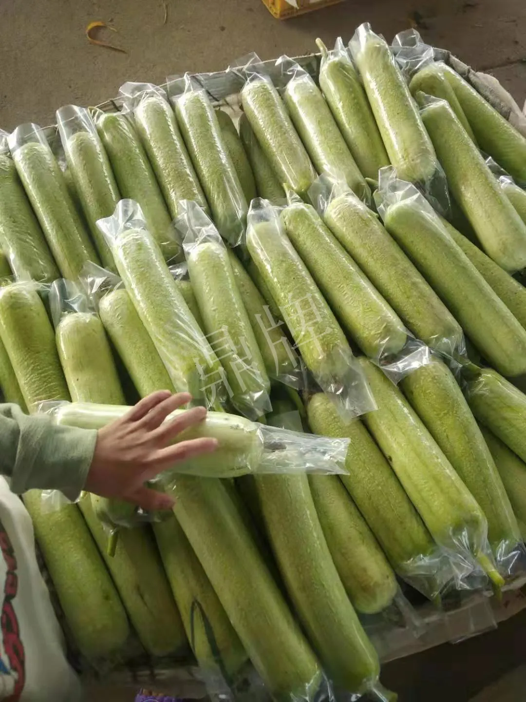 這個(gè)絲瓜每畝能掙3萬，沒種植的農(nóng)戶后悔得拍大腿