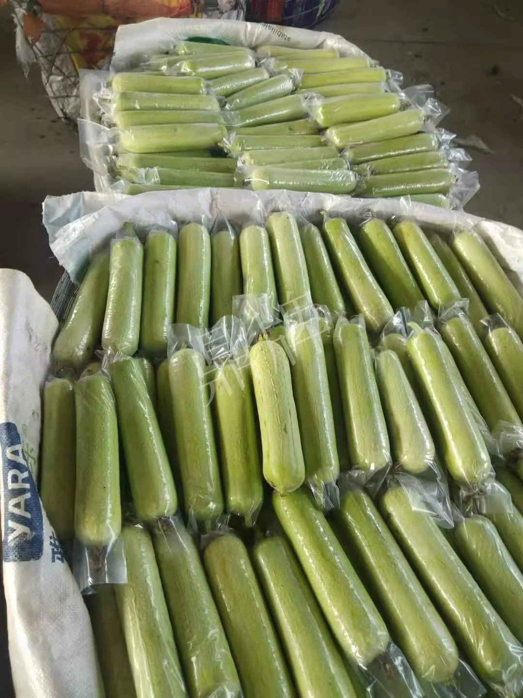 這個(gè)絲瓜每畝能掙3萬，沒種植的農(nóng)戶后悔得拍大腿